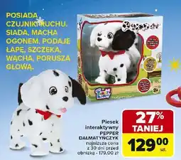 Carrefour Dalmatyńczyk pepper oferta