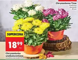 Biedronka Chryzantema wielkokwiatowa oferta