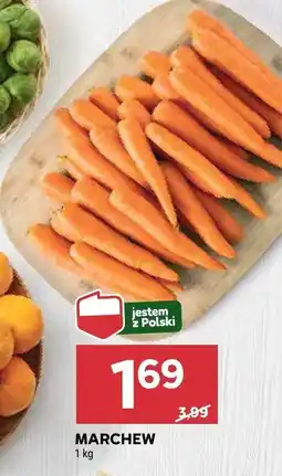 Stokrotka Marchew Stokrotka oferta