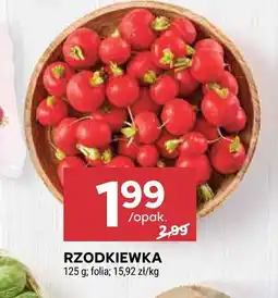 Stokrotka Rzodkiewka Stokrotka oferta