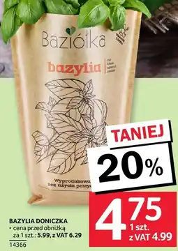 Selgros Bazylia doniczka Selgros oferta