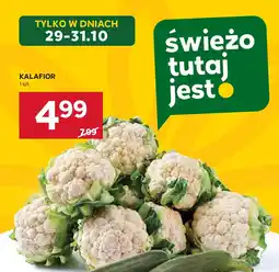 Stokrotka Kalafior Stokrotka oferta