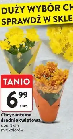 Intermarche Chryzantema średniokwiatowa oferta