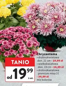 Intermarche Chryzantema drobnokwiatowa premium misa 3 l oferta