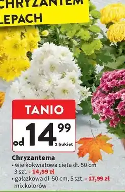 Intermarche Chryzantema gałązkowa oferta