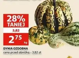 Auchan Dynia ozdobna oferta