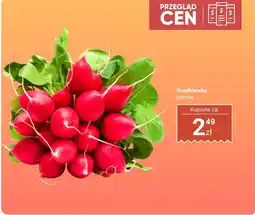 Dino Rzodkiewka pęczek Dino oferta