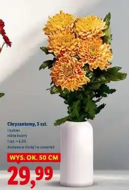 Lidl Chryzantemy, 5 szt oferta