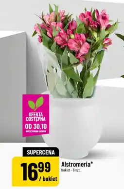 Polomarket Alstromeria bukiet 6 szt oferta