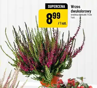 Polomarket Wrzos dwukolorowy oferta