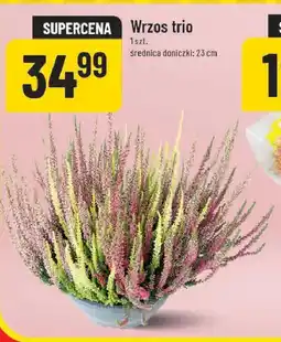 Polomarket Wrzos trio oferta