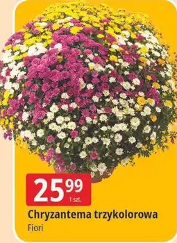 E.Leclerc Chryzantema trzykolorowa oferta