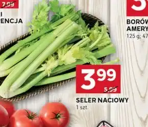 Stokrotka Optima Seler naciowy oferta