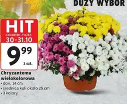 Intermarche Chryzantema Hit oferta