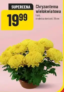 Polomarket Chryzantema wielokwiatowa oferta