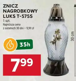 Stokrotka Znicz Luks oferta