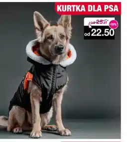 Woolworth Kurtka dla psa oferta