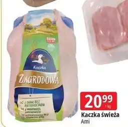 E.Leclerc Kaczka zagrodowa Drosed oferta