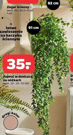 Netto Paproć w doniczce na nóżkach oferta