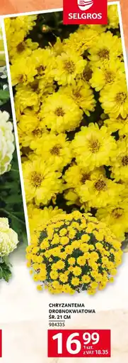 Selgros Chryzantema drobnokwiatowa śr. 21 cm oferta