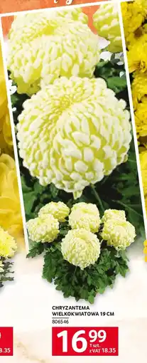 Selgros Chryzantema wielkokwiatowa 19 cm oferta