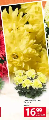 Selgros Chryzantema time śr. 19 cm oferta