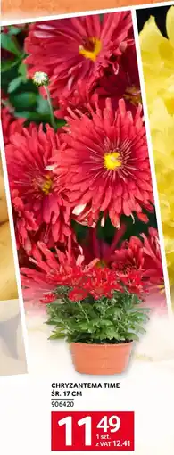 Selgros Chryzantema time śr. 17 cm oferta