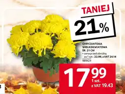 Selgros Chryzantema wielkokwiatowa śr. 21 cm oferta