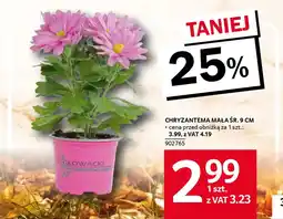 Selgros Chryzantema mała śr. 9 cm oferta