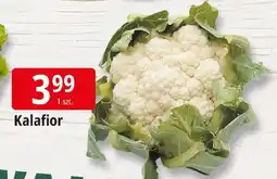 E.Leclerc Kalafior Leclerc oferta