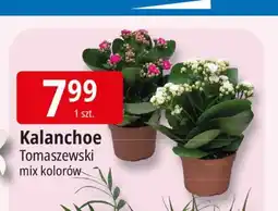 E.Leclerc Kalanchoe Tomaszewski oferta