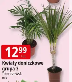 E.Leclerc Kwiat gr 3 Tomaszewski oferta