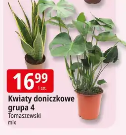 E.Leclerc Kwiaty doniczkowe grupa 4 Tomaszewski oferta