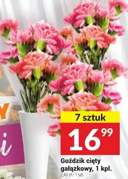 Twój Market Goździk cięty gałązkowy oferta