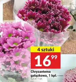 Twój Market Chryzantema oferta