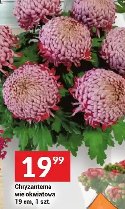 Twój Market Chryzantema oferta