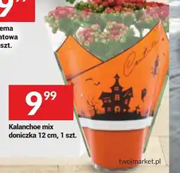 Twój Market Kalanchoe mix oferta