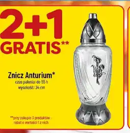 Polomarket Znicz Anturium oferta