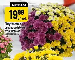 Polomarket Chryzantema drobnokwiatowa oferta