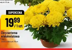 Polomarket Chryzantema wielokwiatowa oferta