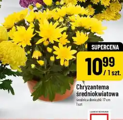 Polomarket Chryzantema oferta