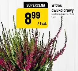 Polomarket Wrzos oferta