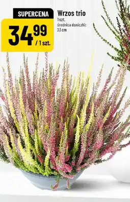 Polomarket Wrzos trio oferta