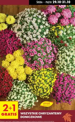 Biedronka Chryzantemy doniczkowe oferta