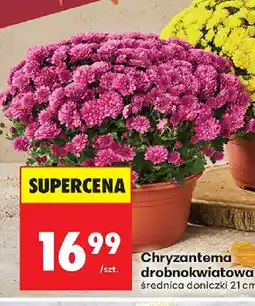 Biedronka Chryzantema oferta