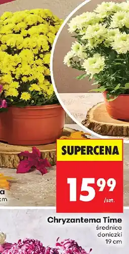 Biedronka Chryzantema Time oferta