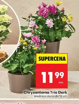 Biedronka Chryzantema Trio Dark oferta