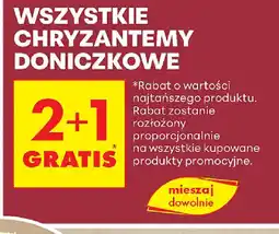 Biedronka Chryzantemy doniczkowe oferta