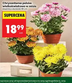 Biedronka Chryzantema polska oferta