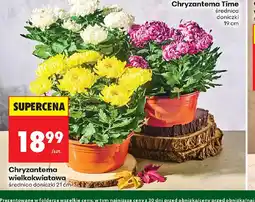 Biedronka Chryzantema wielkokwiatowa oferta